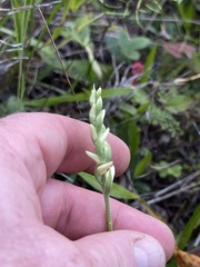 Spiranthes ovalis