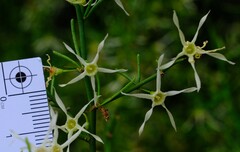 Anthocercis genistoides