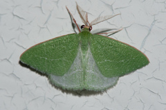 Synchlora faseolaria