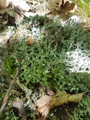 Cladonia turgida