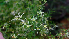 Anthocercis genistoides