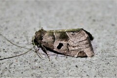 Plagiomimicus pityochromus