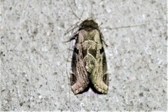 Plagiomimicus pityochromus