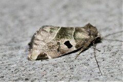 Plagiomimicus pityochromus