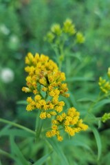 Euthamia graminifolia nuttallii