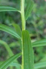 Euthamia graminifolia nuttallii