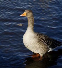 Anser anser