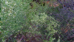 Anthocercis genistoides