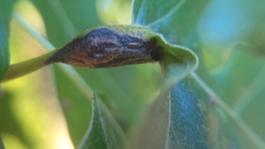 Melikaiella tumifica