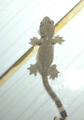 Cambodian Parachute Gecko, Gekko tokehos