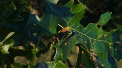 Melikaiella tumifica