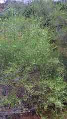 Anthocercis genistoides