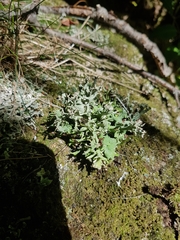 Cladonia turgida
