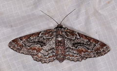 Stenoporpia