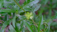 Eremophila serrulata