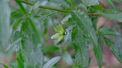 Eremophila serrulata