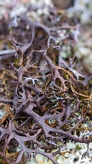 Masonhalea richardsonii