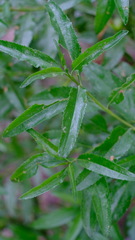 Eremophila serrulata