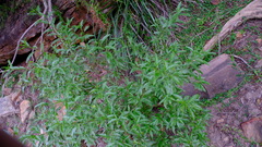 Eremophila serrulata