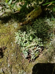Cladonia turgida