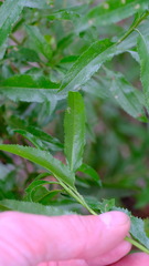 Eremophila serrulata