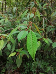 Sebastiania hintonii