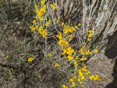 Acacia nematophylla