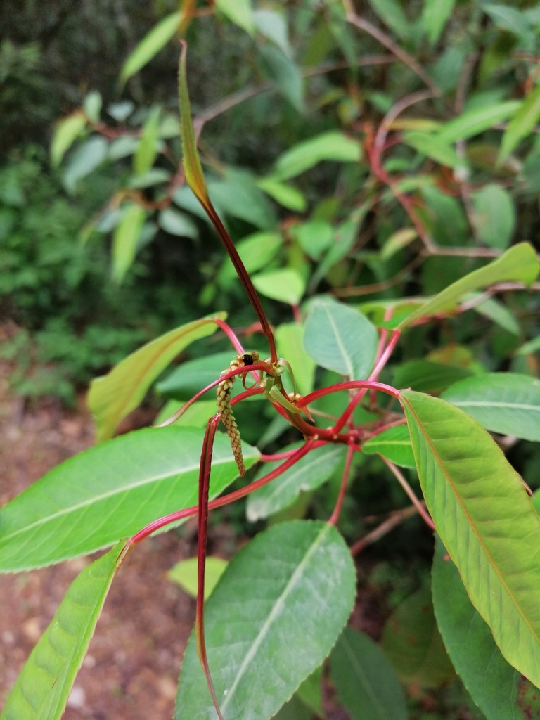 Sebastiania hintonii