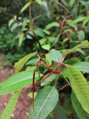 Sebastiania hintonii