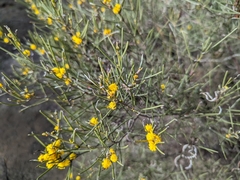 Acacia nematophylla