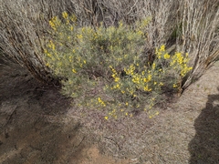 Acacia nematophylla