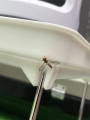Meliscaeva cinctella image