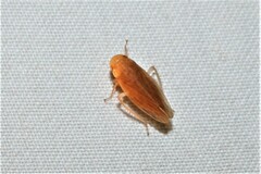 Obtusana