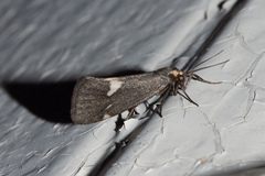 Cisthene liberomacula