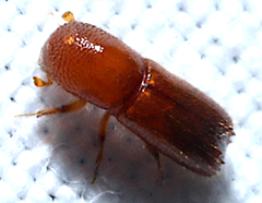 Xyleborus celsus
