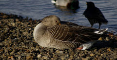 Anser anser