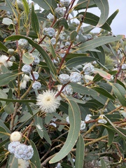 Eucalyptus globulus globulus