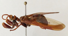 Euclimacia nuchalis