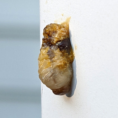 Ocyptamus fuscipennis