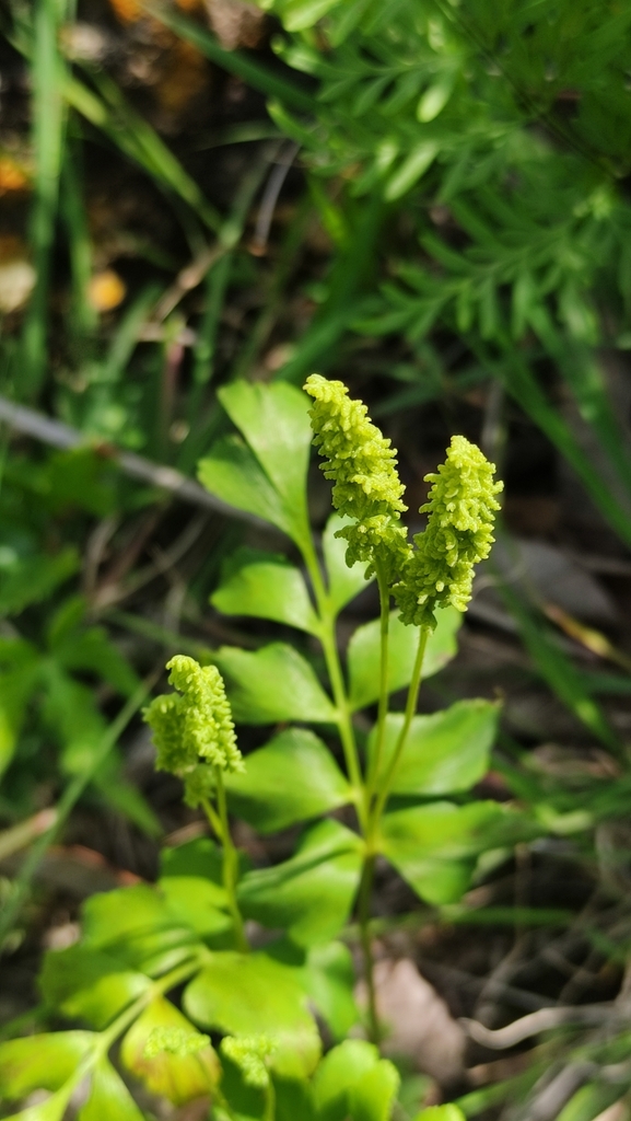 Anemia affinis