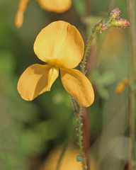 Chapmannia floridana