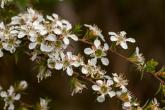 Leptospermum arachnoides