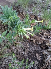 Lithospermum macromeria