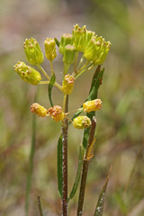 Asclepias pedicellata