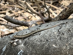 Cryptoblepharus poecilopleurus