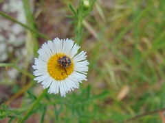 Chinavia marginata
