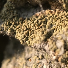 Hypocenomyce scalaris