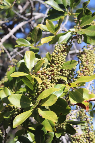 Myrsine lanaiensis