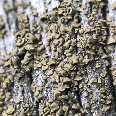 Hypocenomyce scalaris