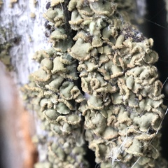 Hypocenomyce scalaris